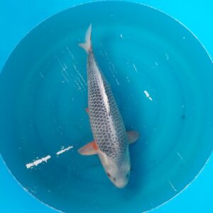 Asagi Maruhiro 4-jährig female 56 cm