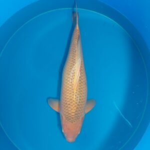 Aka matsuba Marusei female 4-jährig 80 cm