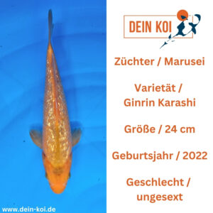Ginrin Karashi Marusei 24cm