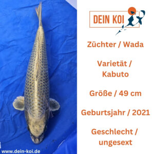 Kabutto Wada 49cm