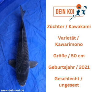 Kawarimono Kawakami 50cm