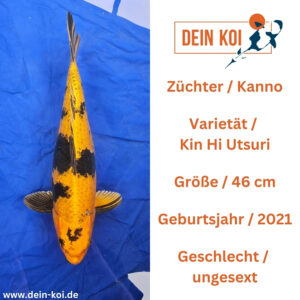 Kin Hi Utsuri Kanno 46cm