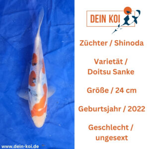 Doitsu Sanke Shinoda 24cm