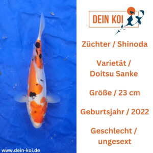 Doitsu Sanke Shinoda 23cm