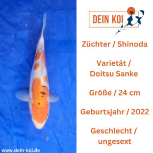 Doitsu Sanke Shinoda 24cm