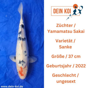Sanke Yamamatsu Sakai 37cm