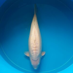 Doitsu karashi Yagenji female 4-jährig und älter 75 cm