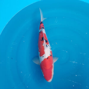 Doitsu Sanke Maruhide 2-jährig female 43 cm