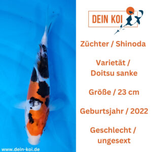 Doitsu Sanke Shinoda 23cm
