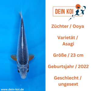 Asagi Ooya 23cm