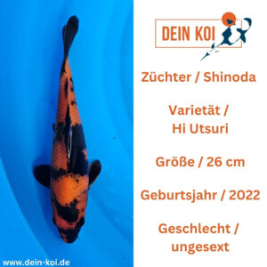 Hi Utsuri Shinoda 26cm