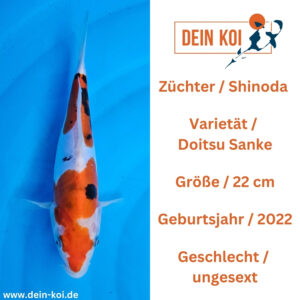 Doitsu Sanke Shinoda 22cm