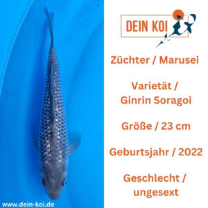 Ginrin Soragoi Marusei 23cm