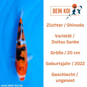 Doitsu Sanke Shinoda 20cm