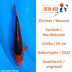 Aka Matsuba Marusei 24cm