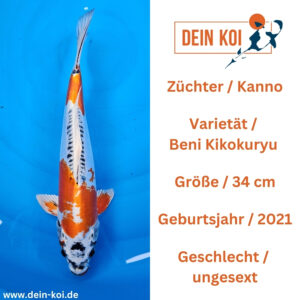 Beni Kikokuryu 34cm