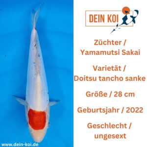 Yamamatsu Sakai Doitsu Tancho Sanke 28cm