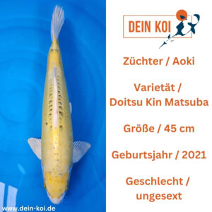 Doitsu Kin Matsuba 45cm