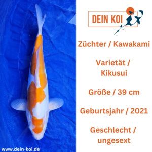 Kikusui Kawakami 39cm