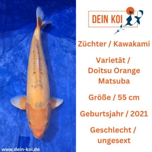 Doitsu Orange Matsuba 55cm