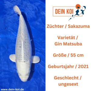 Gin Matsuba Sakazume 55cm