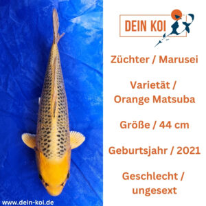 Orange Matsuba Marusei 44cm