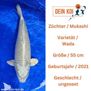 Mukashi Wada 55cm
