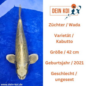 Kabutto Wada 42cm