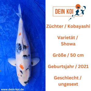 Showa Kobayashi 50cm