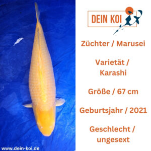 Karashi Marusei 67cm