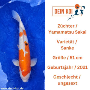 Sanke Yamamatsu Sakai 51cm