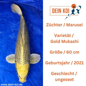 Gold Mukashi Marusei 60cm